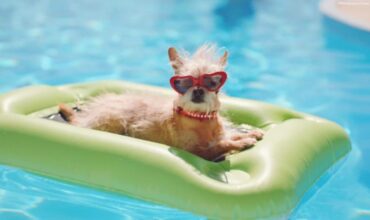 Animais de estimação na piscina: conheça os principais cuidados!